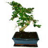 Izbová bonsaj Carmona microphylla - čaj fuki 422