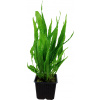Tropica Microsorum pteropus XL - 1 ks