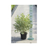 Drieň biely FloraSelf Cornus alba „Ivory Halo“ 50-60 cm kvetináč 4 l