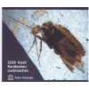 Late Mesozoic cockroaches s.l. from the Karabastau Formation in Kazakhstan - Peter Vršanský