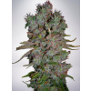 Ministry of Cannabis Blueberry Domina Auto Balenie: 10