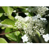 Hortenzia latnatá 'Shikoku Flash'