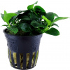 Tropica Anubias barteri 'Petite' - 1 ks