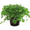 Tropica Micranthemum umbrosum - 1 ks
