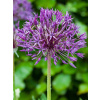 Allium velkokveté Purple Rain 12/14, 100 kusov
