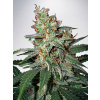 Ministry of Cannabis Carnival Balenie: 5