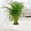 Palma Areka 'areca dypsis' xxl 160-170 cm (Palma Areka 'areca dypsis' xxl 160-170 cm)