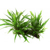 Tropica Microsorum pteropus na koreni XL - 1 ks