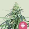 Royal Queen Seeds Feminizované svadobné gelato z kanabisových semienok 1 pcs