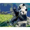 Diamondi Diamantové maľovanie PANDA A BAMBUS bez rámu a bez vypnutia plátna