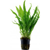 Tropica Microsorum pteropus - 1 ks
