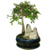 Zelkova 427 - izbové bonsaje