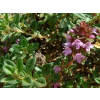 Tymián (Thymus vulgaris)