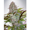 Ministry of Cannabis Cream NL Auto Balenie: 10