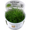 Tropica Eleocharis pusilla CUP - 1 ks
