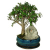 Zelkova 428 - izbové bonsaje