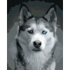 ZUTY Maľovanie podľa čísel HLAVA HUSKYHO Rámovanie bez rámu a bez vypnutia plátna Rozmer 80x100 cm