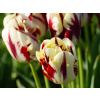 Tulipán Grand Perfection (cibuľa 12/+ - 10ks)