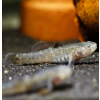 Hlaváč pustinný - Chlamydogobius eremius
