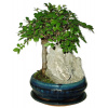 Zelkova 429 - izbové bonsaje