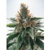 Ministry of Cannabis God's Glue Balenie: 10
