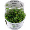 Tropica Marsilea hirsuta CUP - 1 ks