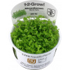 Tropica Micranthemum tweediei 'Monte Carlo' CUP - 1 ks