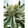 Ministry of Cannabis Mandarin Haze Balenie: 5