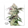 Dutch Passion - Skywalker Haze 10 ks - Semená neobsahujú THC