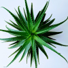 Ekokoza Aloe vera 200:1, 500 g