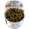 Tropica Rotala rotundifolia 'H'ra' CUP - 1 ks