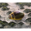 Wobler IMAGO Great Diving Beetle 4F -BN