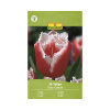 Tulipány FloraSelf 'Canasta' 11/12 10 ks