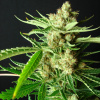 Resin Seeds - L.A. Ultra 5 ks - Semená neobsahujú THC