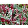 Červienka 'Pink Marble' extra (Photinia fraseri 'Pink Marble')