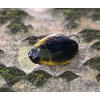 Wobler IMAGO Great Diving Beetle 4F -BK