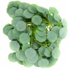 Veniec na dvere - 2 ks eucalyptus girlandu pre dom (Veniec na dvere - 2 ks eucalyptus girlandu pre dom)