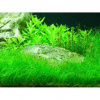 Eleocharis parvula v blistru