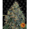 Barney's Farm Blueberry Og™ Balenie: 10