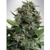 Ministry of Cannabis Pilot XXL Auto Balenie: 10