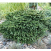 Smrek omorikový-balkánsky - Picea omorika ´Karel´ - 20/25cm