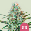 Royal Queen Seeds Feminizované semená kanabisu Royal Runtz 5 ks