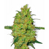 Sensi seeds Master Kush Regular 0% THC Balenie: 10 ks