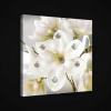 Obraz na plátne štvorec - OB1971 - Biele kvety 40cm x 40cm - O5