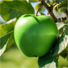 Jablone Mutsu, sadenice s holým koreňom, 110-130 cm (MUTSU jabloň zelené jablko ODOLNÉ VOČI CHRABE / sadenica / sadenica)