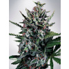 Ministry of Cannabis Silver Bullet Auto Balenie: 10