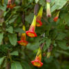 Durman krvavý - Brugmansia sanguinea - semená - 7 ks