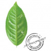 Lebelage Green Tea Solution Mask textílna maska ​​zo zeleného čaju 23 ml