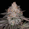 Blimburn Seeds Semená kanabisu Apple Fritter Auto 6 pcs