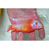 Aulonocara fire fish Albino - 4-5cm